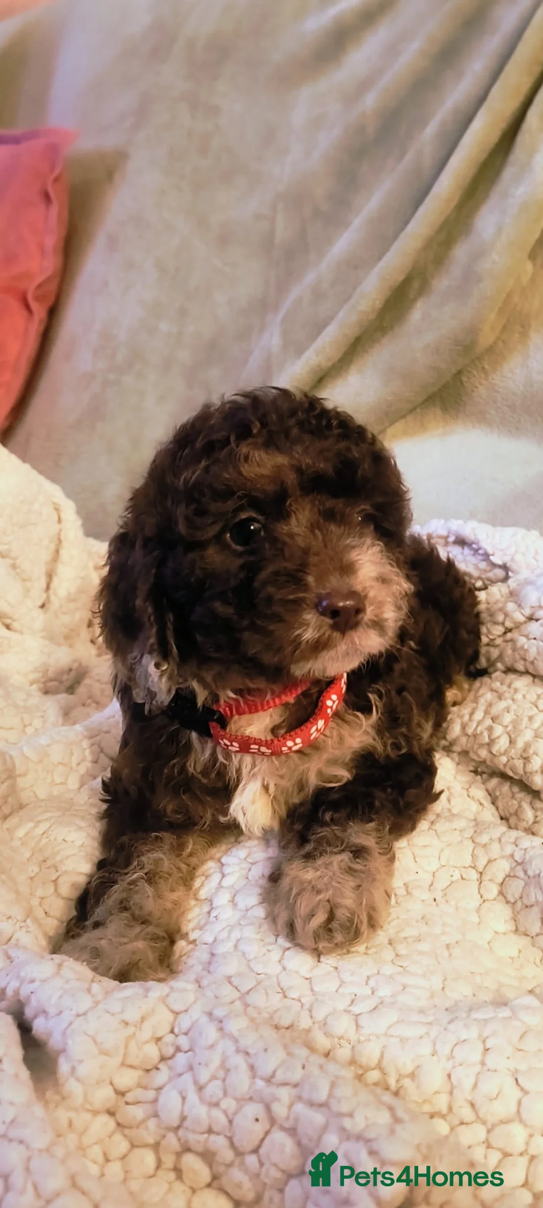 Cockapoo dogs for sale: Cockapoo - Advert 19