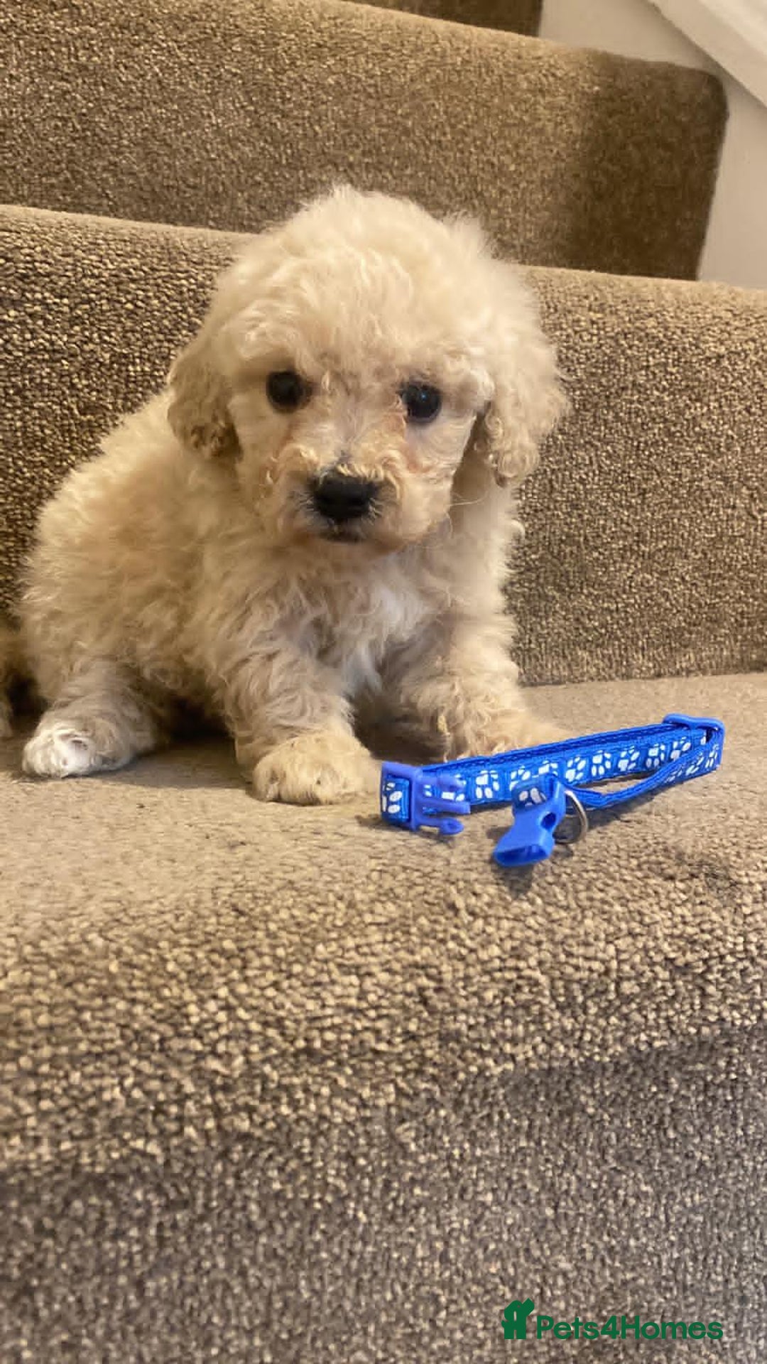 Cavapoo dogs for sale: F2 cavapoo puppys - Advert 8