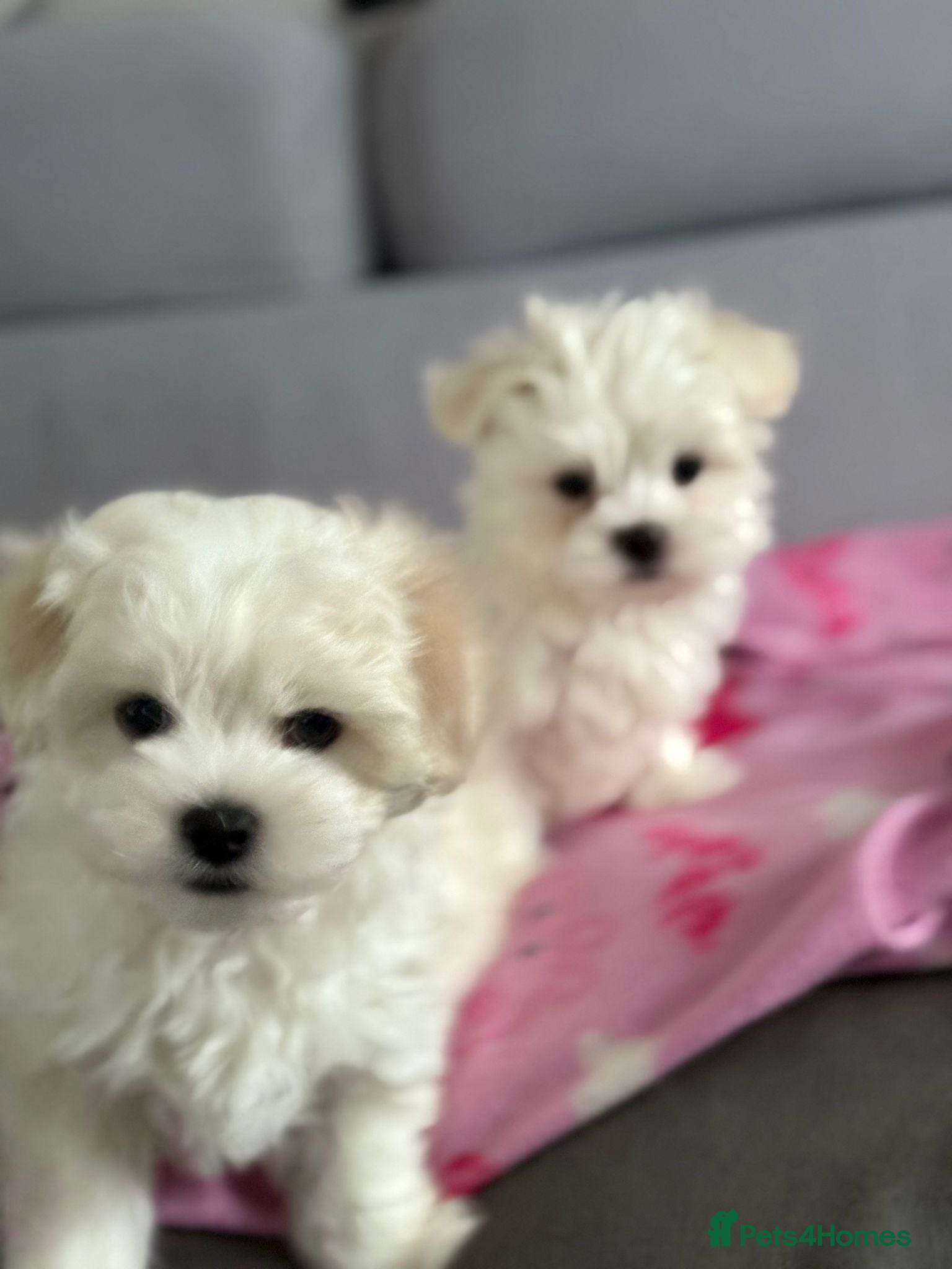 Maltese dogs Maltese puppies - Advert 3