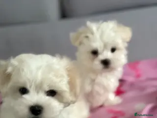 Maltese dogs Maltese puppies - Advert 3