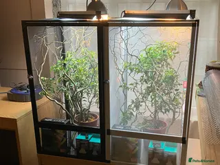 Chameleon reptiles for sale: Yemen Chameleon + Vivarium Setup Kit - Advert 1