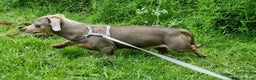 Miniature Dachshund dogs for stud: Silver dapple, Chocolate & Lilac KC Dachshund stud in Wolverhampton - Advert 10