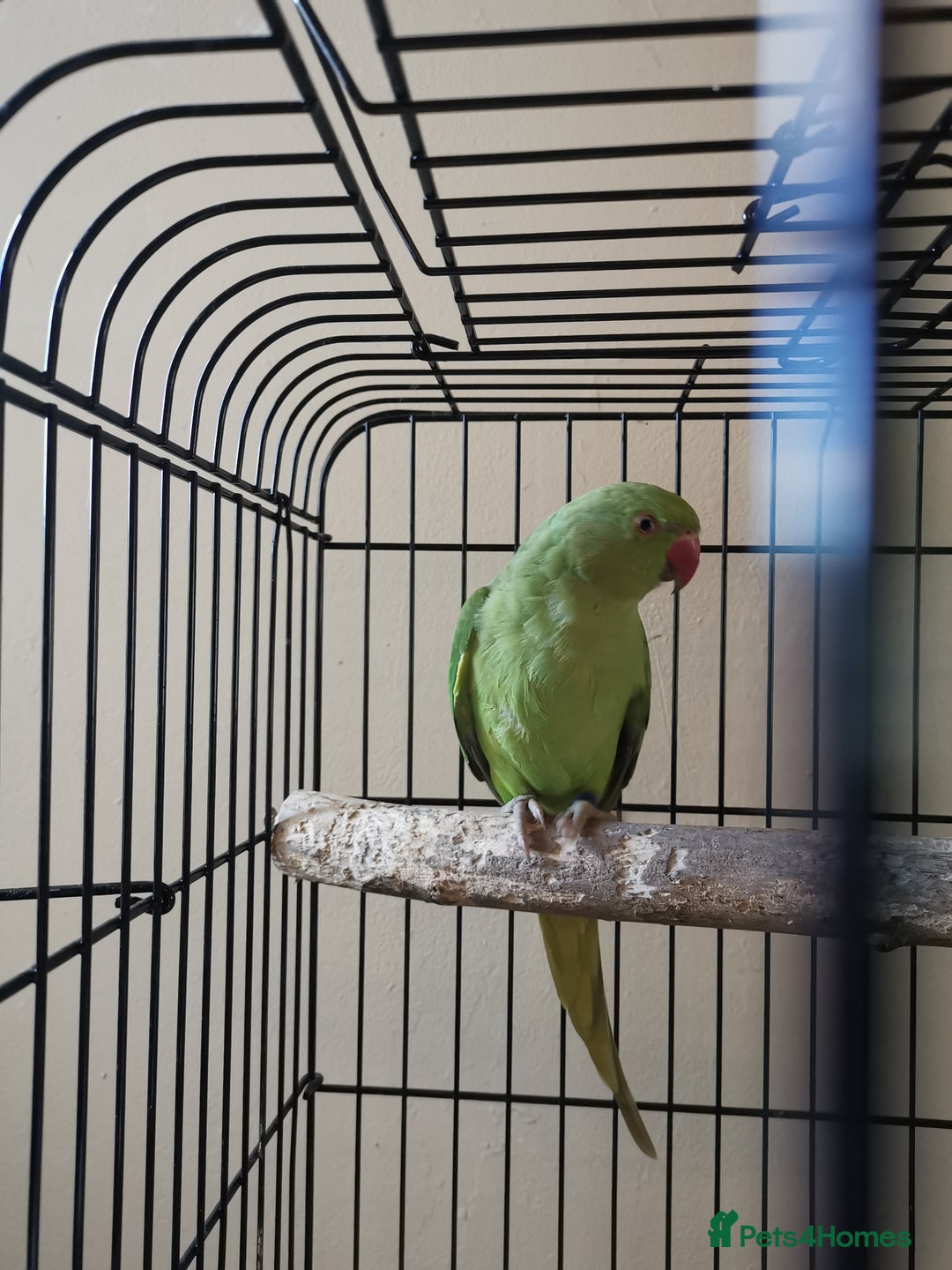 Ringnecks birds for sale: Green ringneck parrot baby  - Image 3