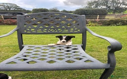 Border Collie dogs for sale: 6 border collie puppies  - Image 16
