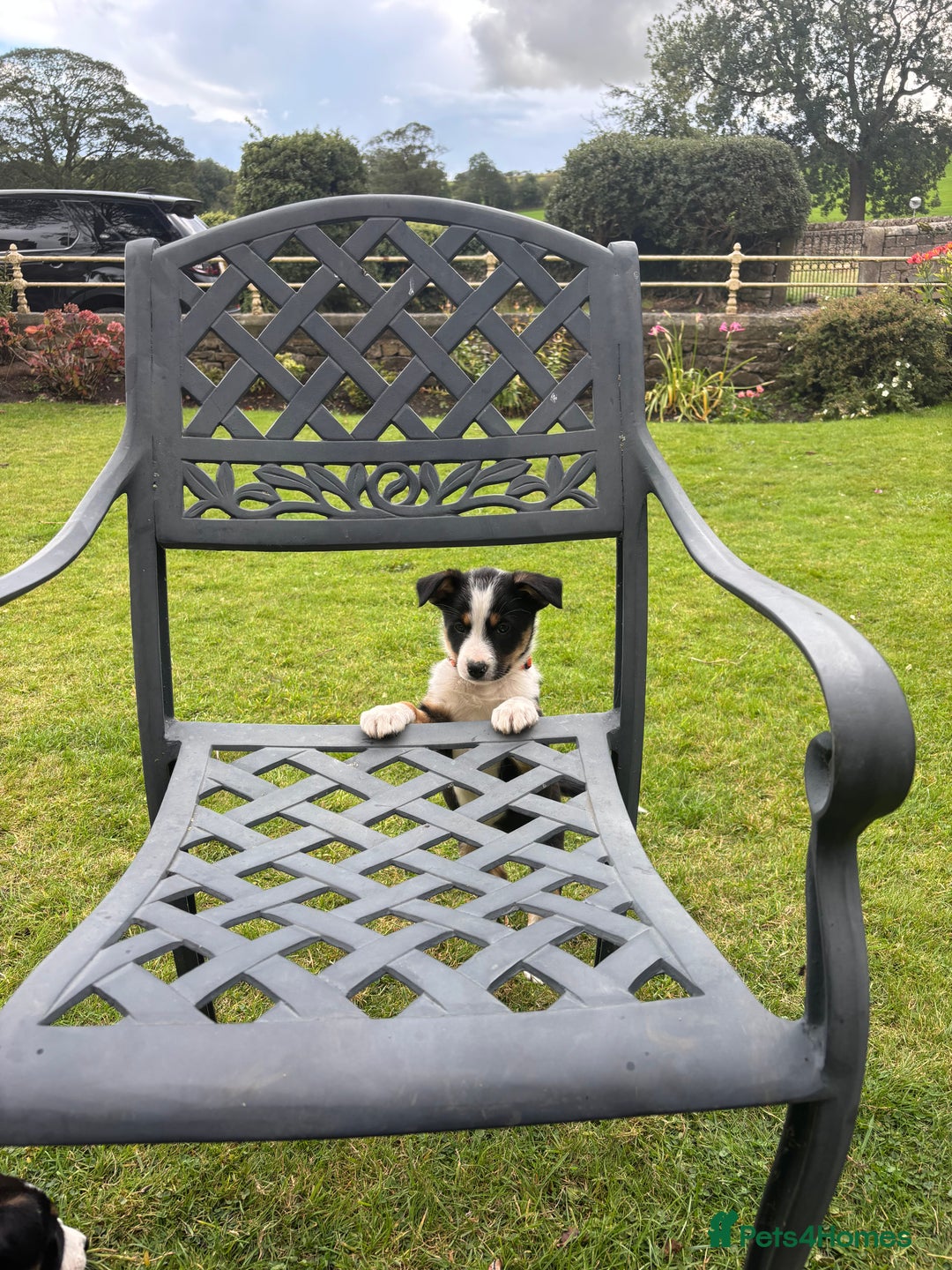 Border Collie dogs for sale: 6 border collie puppies  - Image 16