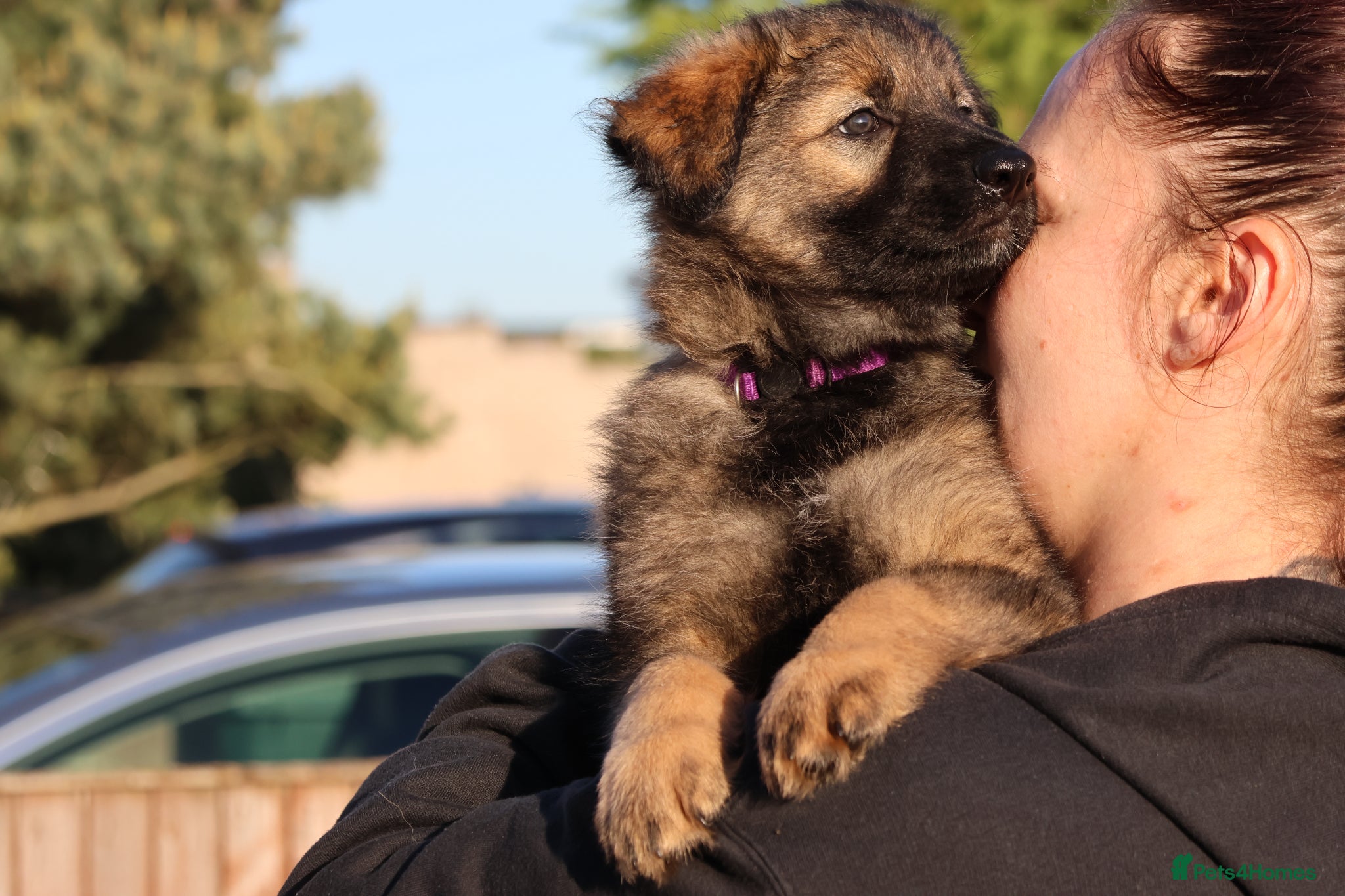 German Shepherd dogs German shepherd puppies working line - Advert 2