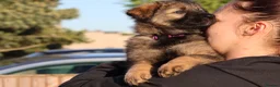 German Shepherd dogs for sale: German shepherd puppies working line - Advert 2
