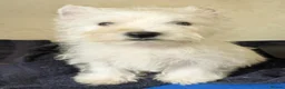 West Highland Terrier dogs for sale: Beautiful Westie boys  - Advert 6