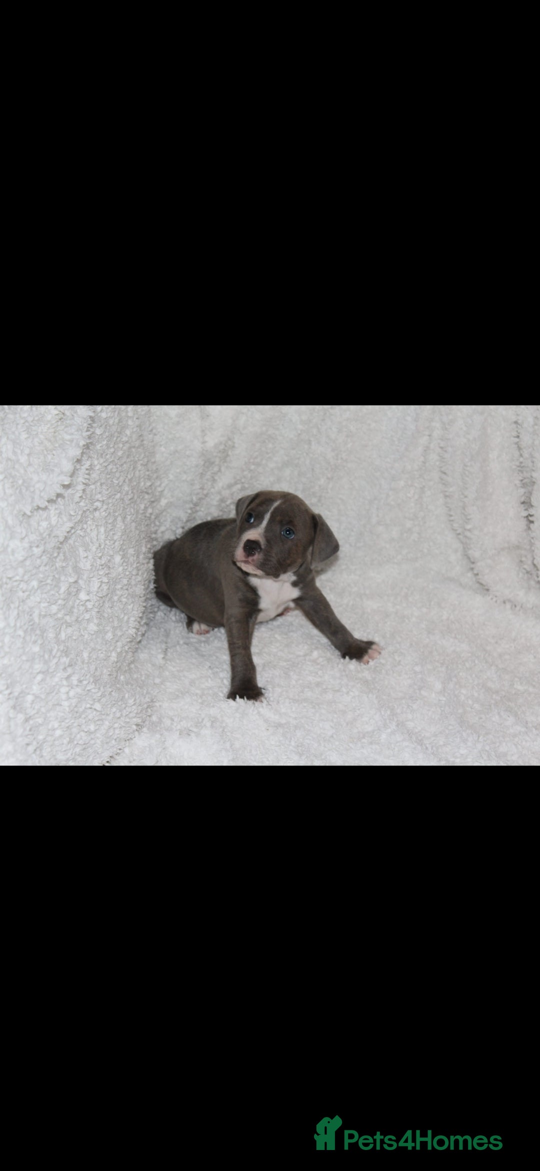 Staffordshire Bull Terrier dogs for sale: Staffy Puppies. Exceptional Temperament. - Advert 10