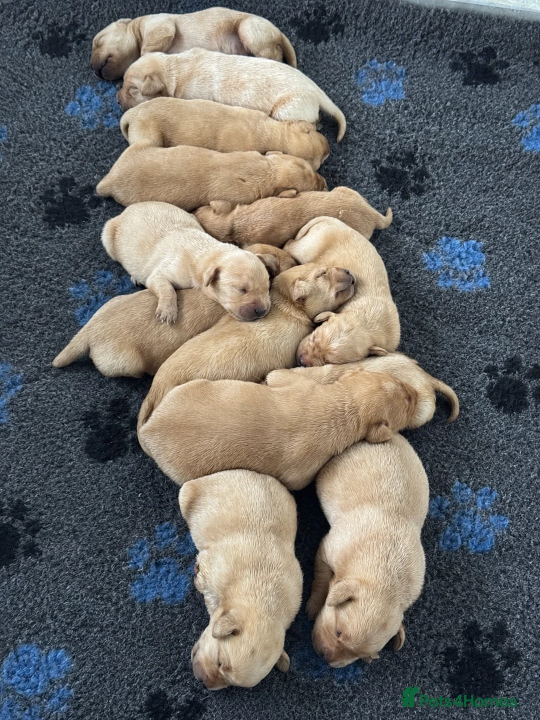 Labrador Retriever dogs for sale: KC Litter of Labradors  - Advert 1