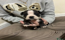 Mixed Breed dogs for sale: Staffordshire bull terrier  - Image 5