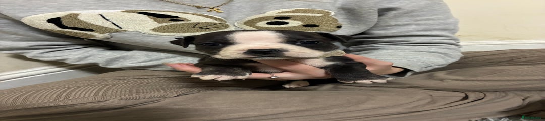 Mixed Breed Puppy 3