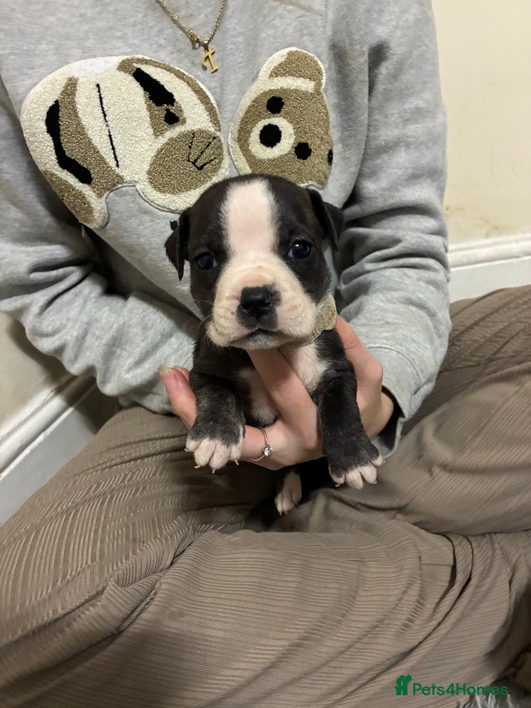 Mixed Breed dogs for sale: Staffordshire bull terrier  - Image 5