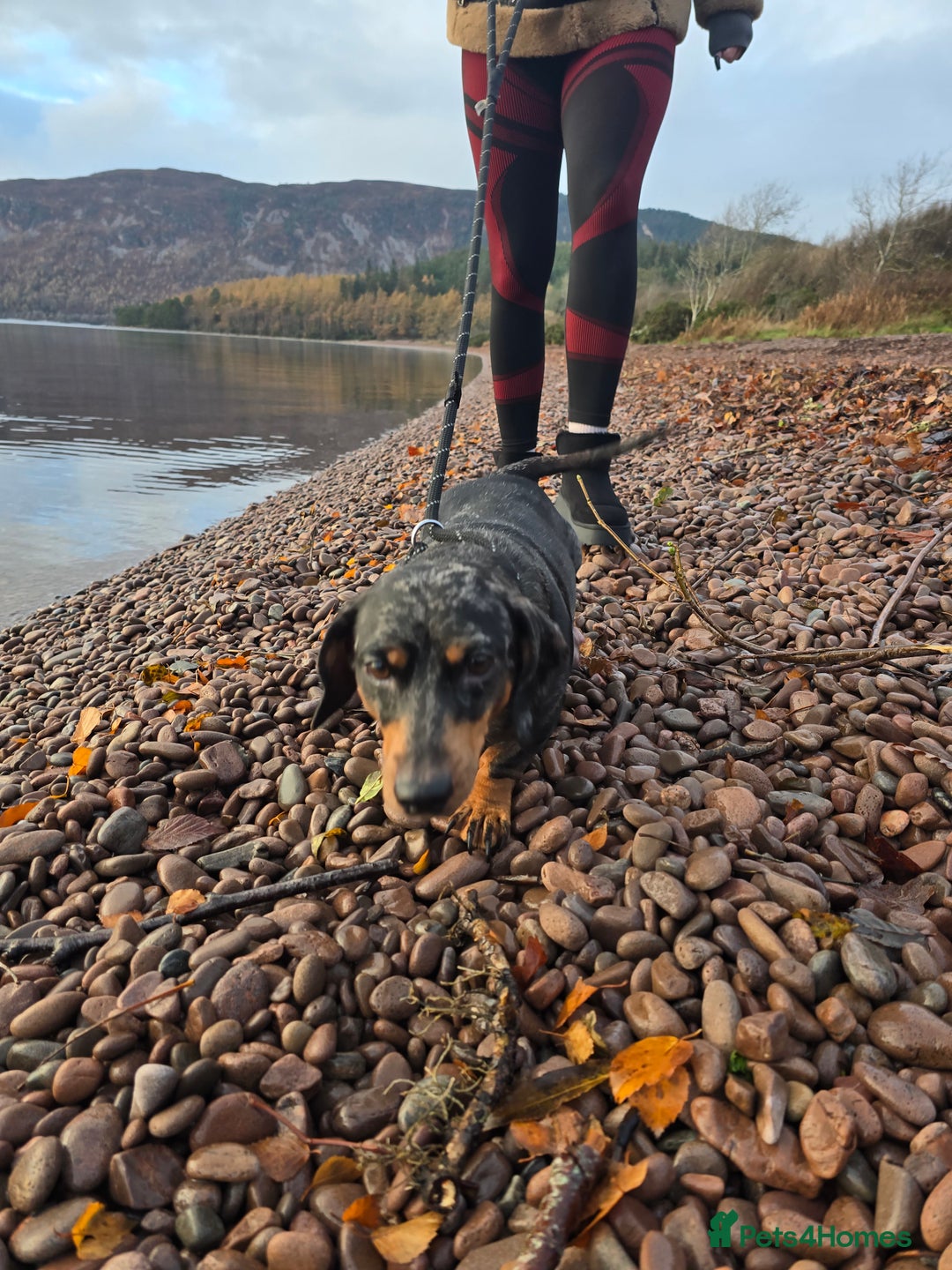 Dachshund dogs for sale: Standard dapple Dachsund  - Advert 2