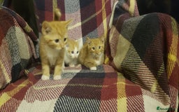 Mixed Breed cats for sale: Beautiful fluffy kittens for sale. - Image 10