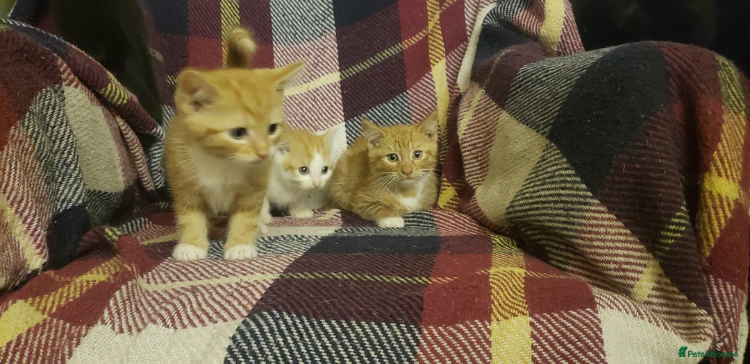 Mixed Breed cats for sale: Beautiful fluffy kittens for sale. - Image 10