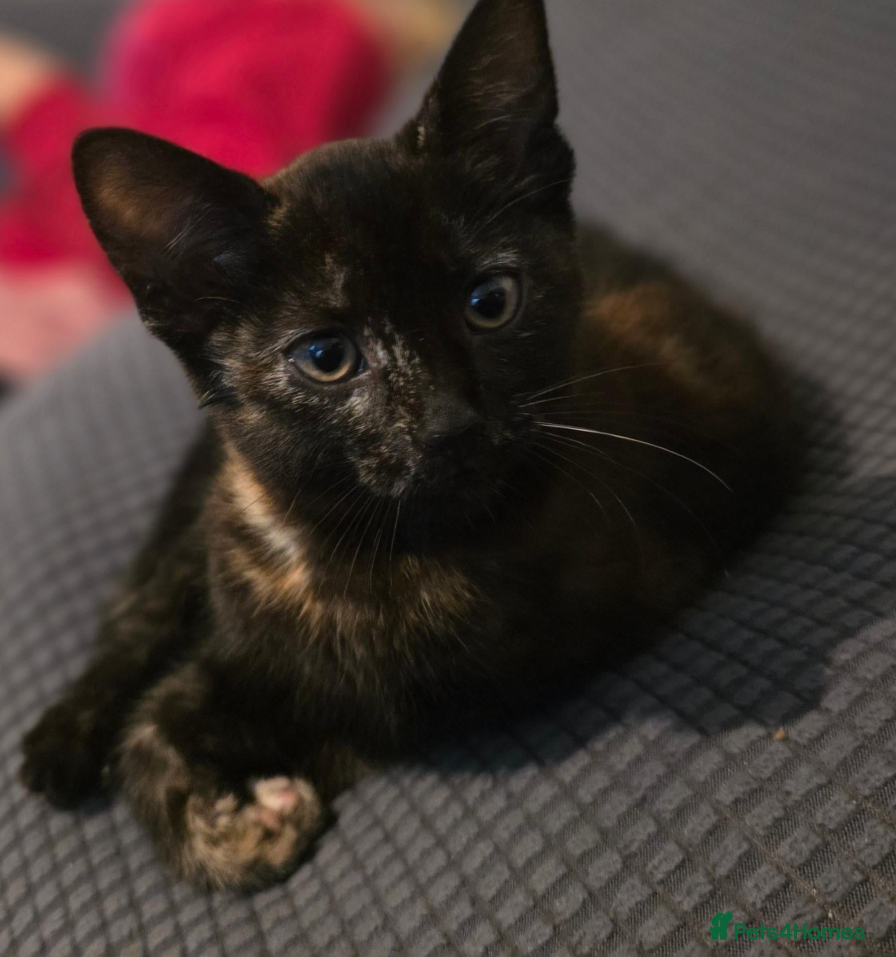 Mixed Breed cats 2 beautiful kittens  - Advert 5