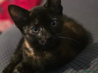 Mixed Breed cats 2 beautiful kittens - Advert 5