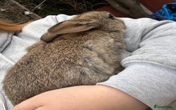 English rabbits for sale: 2 male rabbits  - Image 7