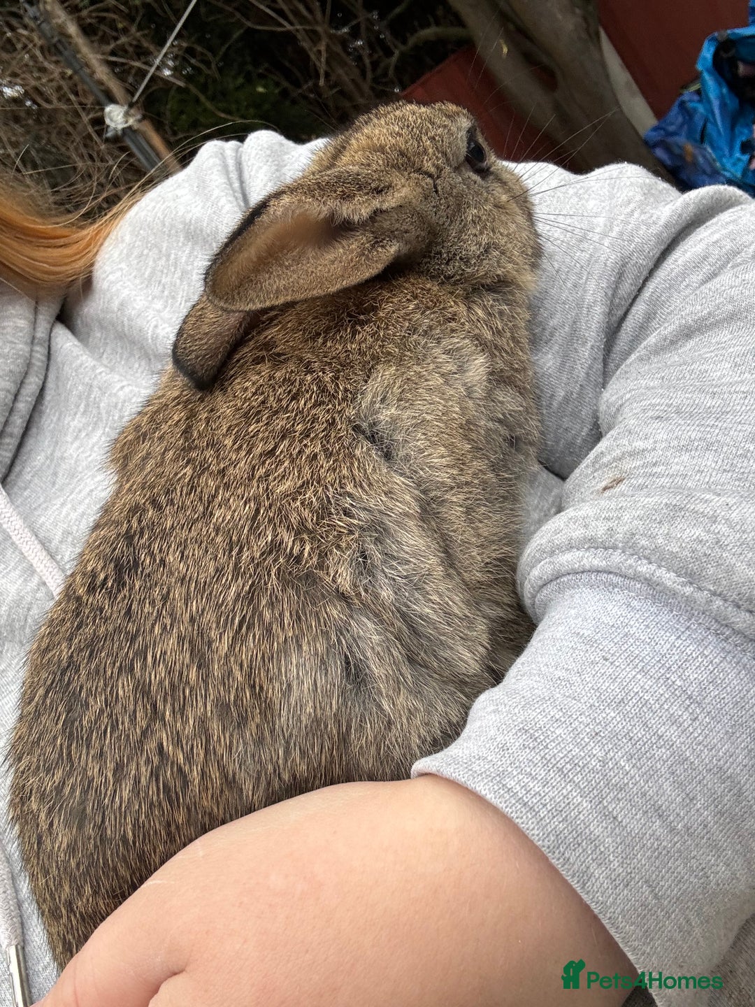 English rabbits for sale: 2 male rabbits  - Image 7