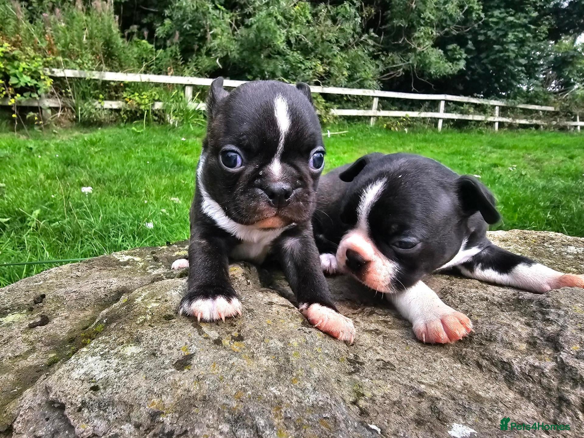 Boston Terrier dogs Two little cuties from our farm - Advert 1