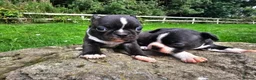 Boston Terrier dogs for sale: Two little cuties from our farm - Advert 1