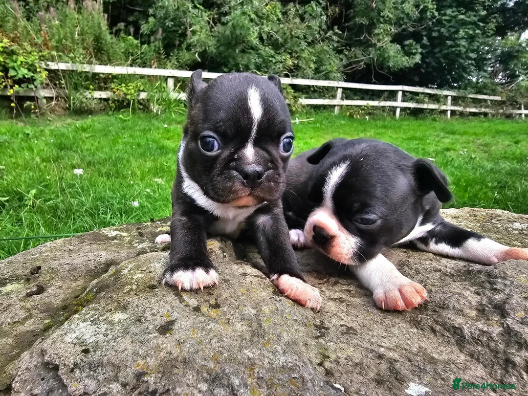 Boston Terrier dogs for sale: Two little cuties from our farm - Advert 1