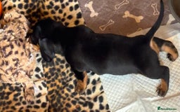 Miniature Dachshund dogs for sale: Miniature dachshund smooth hair pups  - Image 40