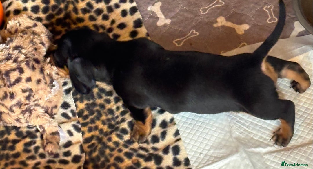 Miniature Dachshund dogs for sale: Miniature dachshund smooth hair pups  - Image 40