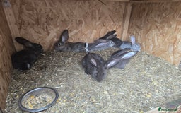 Continental Giant rabbits for sale: giant content - Image 6