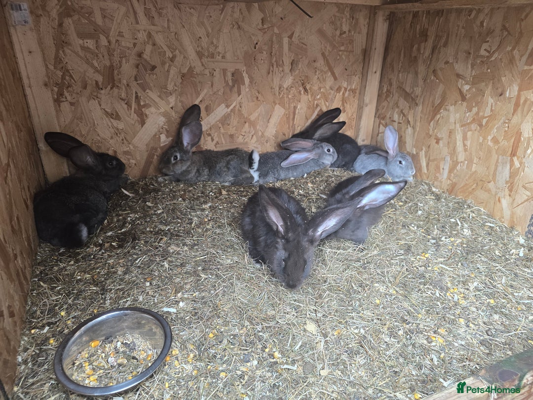 Continental Giant rabbits for sale: giant content - Image 6