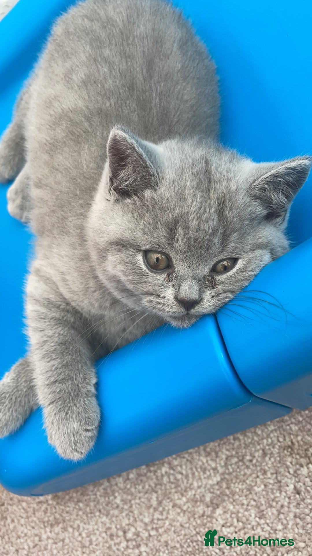 Scottish Fold cats for sale: British shorthair x Scottish fold kittens - Advert 9