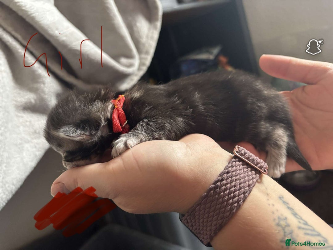 Maine Coon cats for sale: Maine coon cross  - Image 15