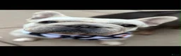 French Bulldog dogs for sale: 2 French bulldog puppies ready to leave  - Advert 6