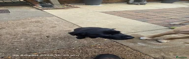 Labrador Retriever 1