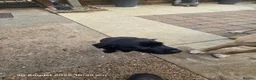 Labrador Retriever dogs for sale: Labrador puppies in Sleaford - Advert 7