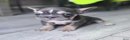 French Bulldog dogs for sale: Adorable fluffy frenchies - Advert 24