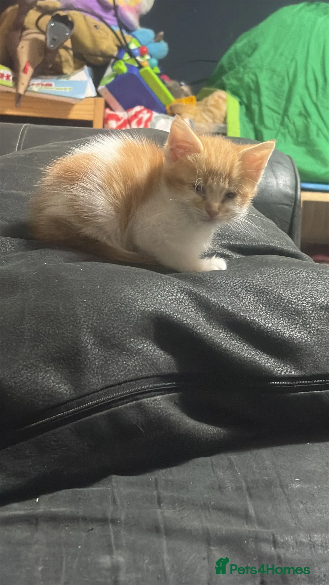 Mixed Breed cats for sale: 2 beautiful ginger boys available - Advert 3