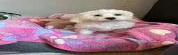 Mixed Breed dogs for sale: Last Girl Remaining - Beautiful Shihpoochon Puppy - Advert 1