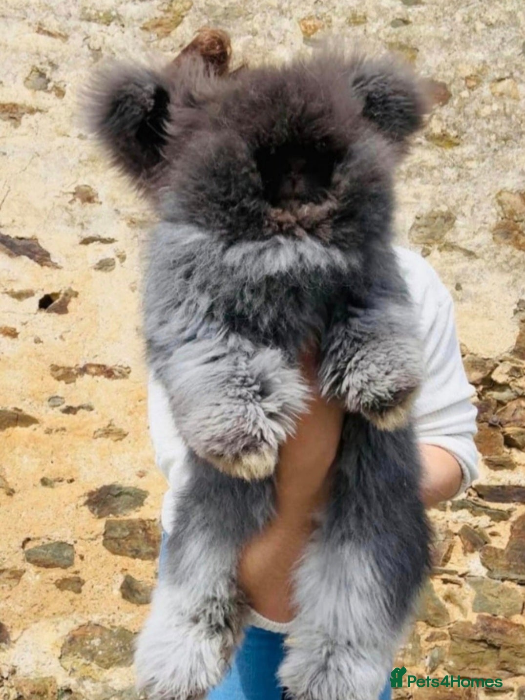 Angora rabbits 💗The most stunning angora- imported parents ❤️  - Advert 2