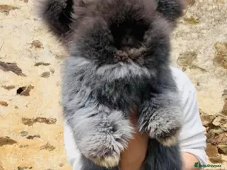 Angora rabbits 💗The most stunning angora- imported parents ❤️ - Advert 2
