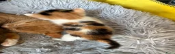 Mixed Breed cats for sale: Kittens for sale - Advert 14