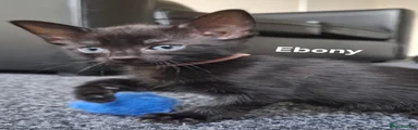 Ebony 