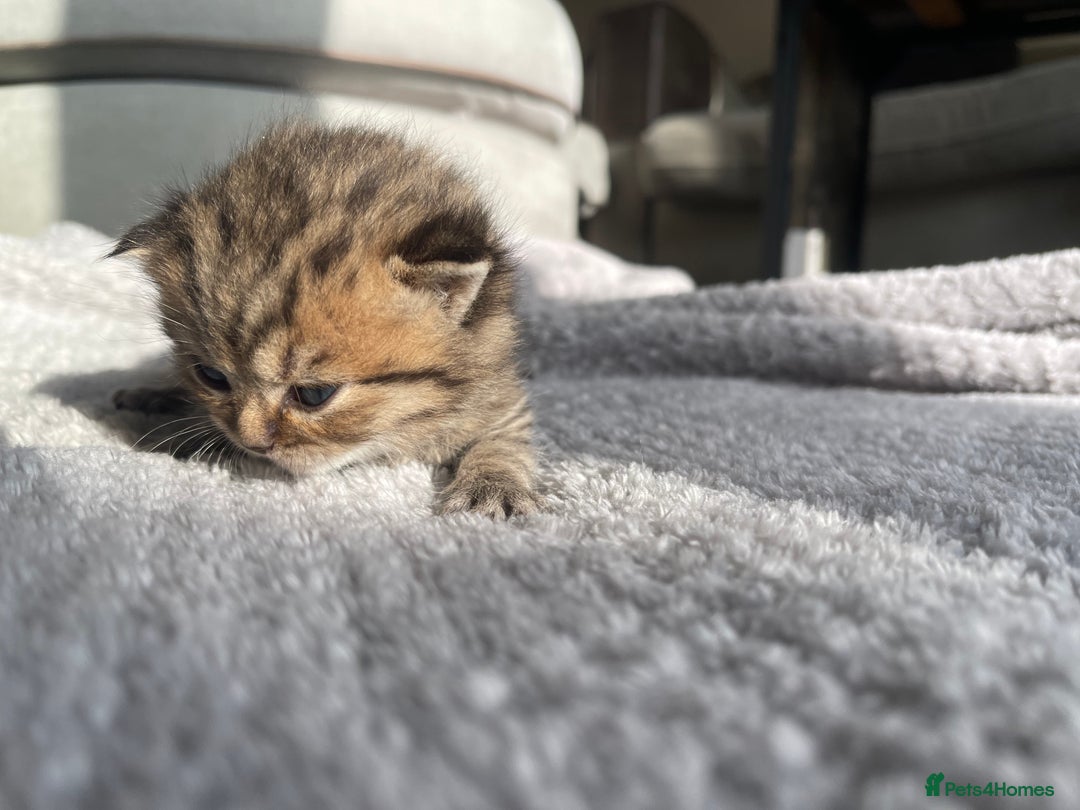 Scottish Fold cats for sale: Scottish fold kittens - Image 15