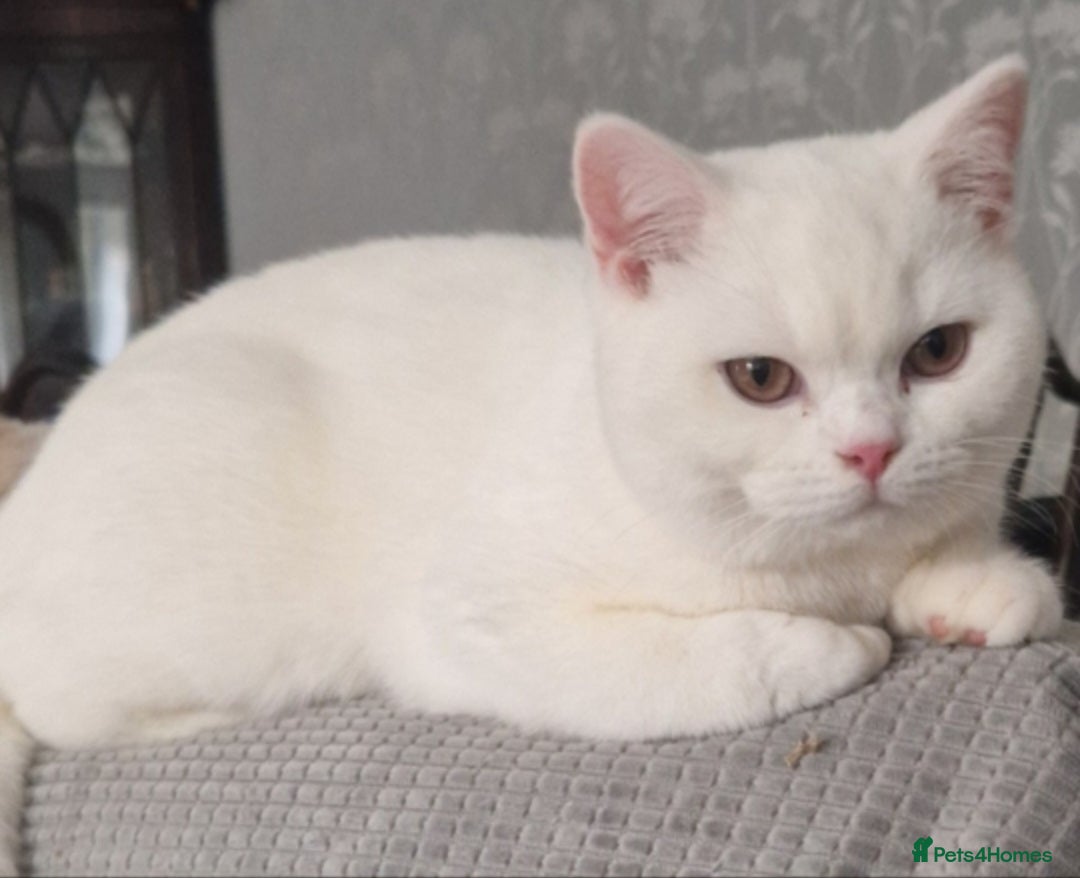 British Shorthair cats GCCF reg Pure white British Shorthair male  - Advert 4