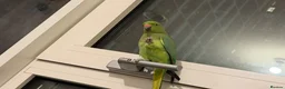 Ringnecks birds for sale: Indian ringneck for sale  - Advert 1