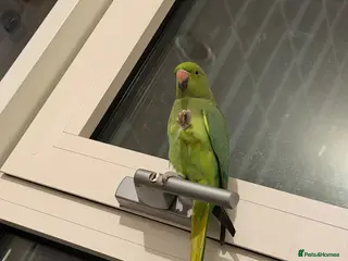 Ringnecks birds Indian ringneck for sale - Advert 4