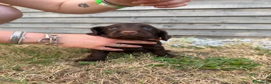 Cocker Spaniel 3