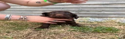Cocker Spaniel dogs for sale: 3 BEAUTIFUL WORKING COCKER SPANIEL BOYS - Advert 6