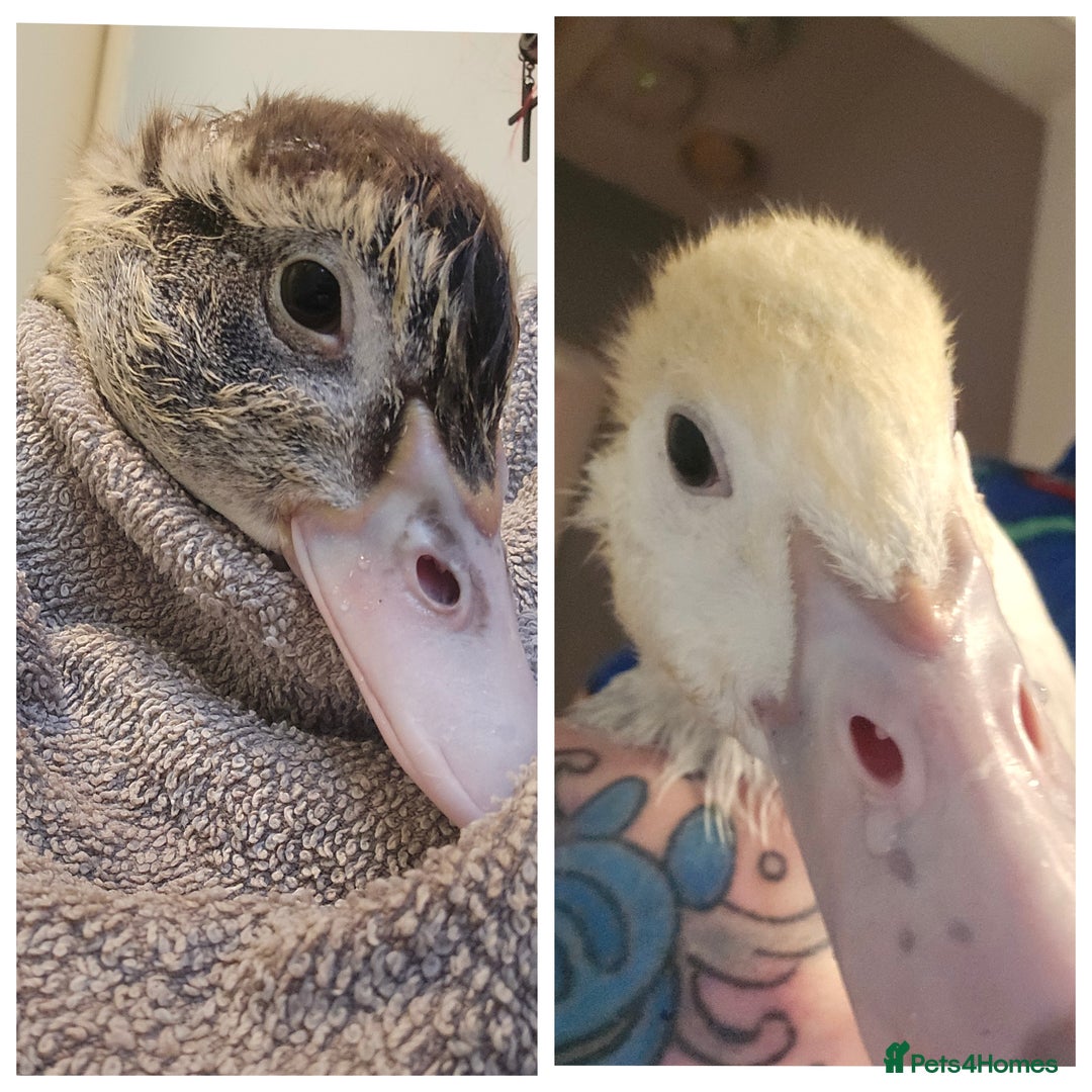 Ducks poultry for sale: 2 18 week old male muscovies open to offers! - Advert 1